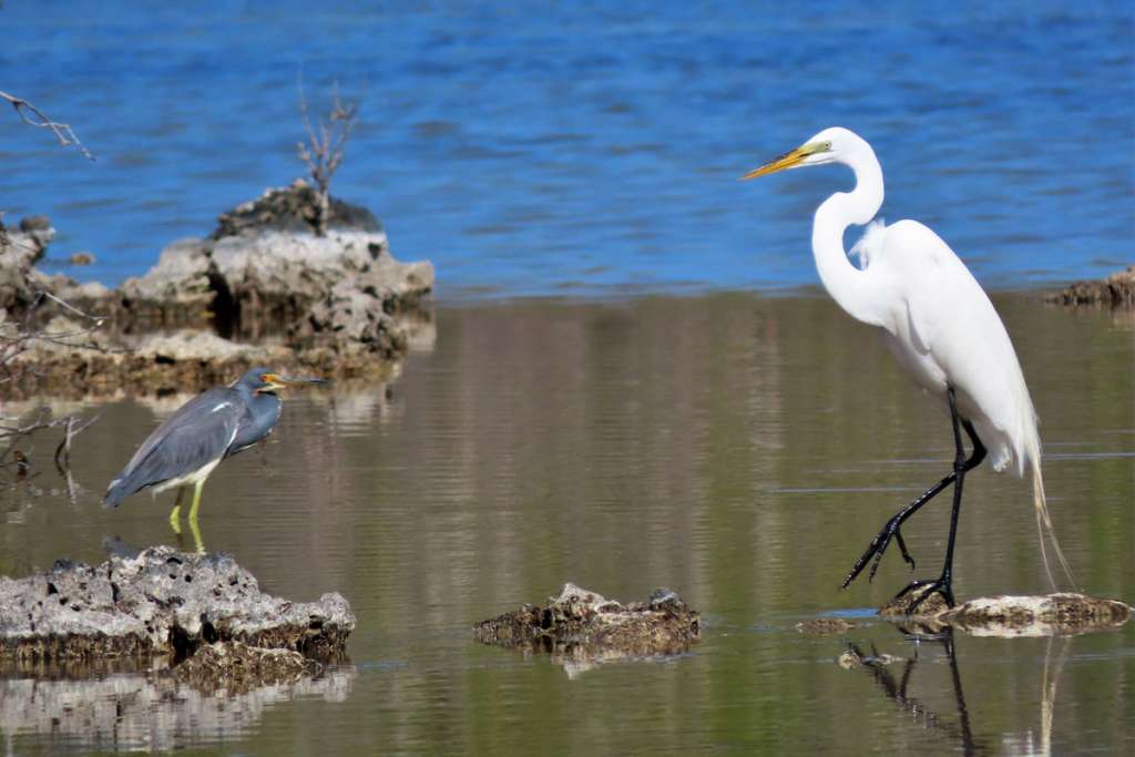 Tricolored Heron and Great Egret 