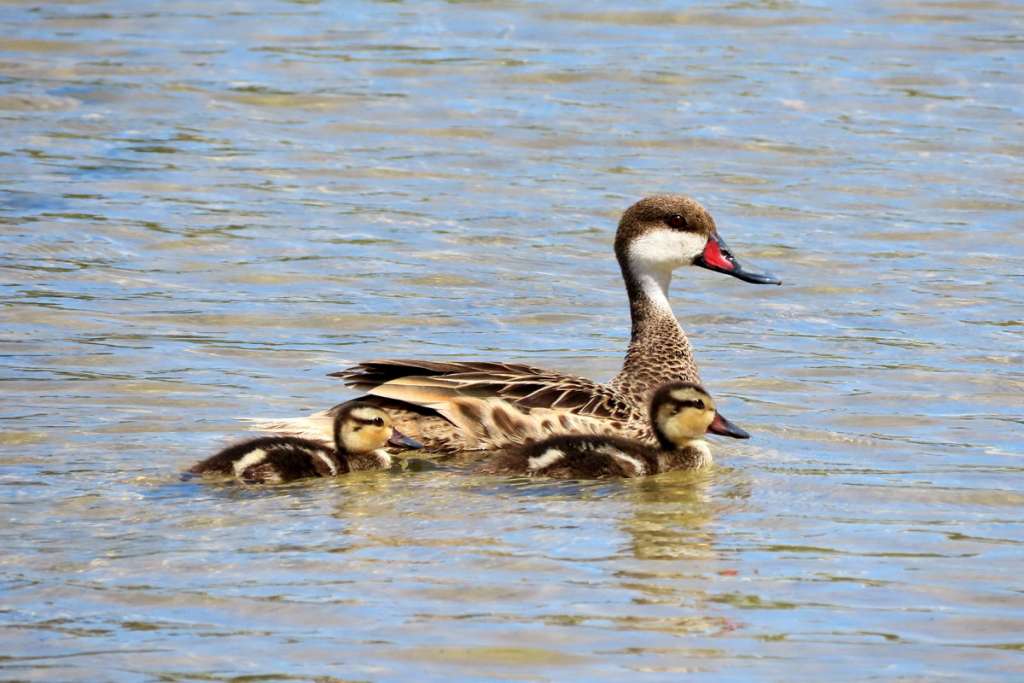 White-cheeked Pintail Family