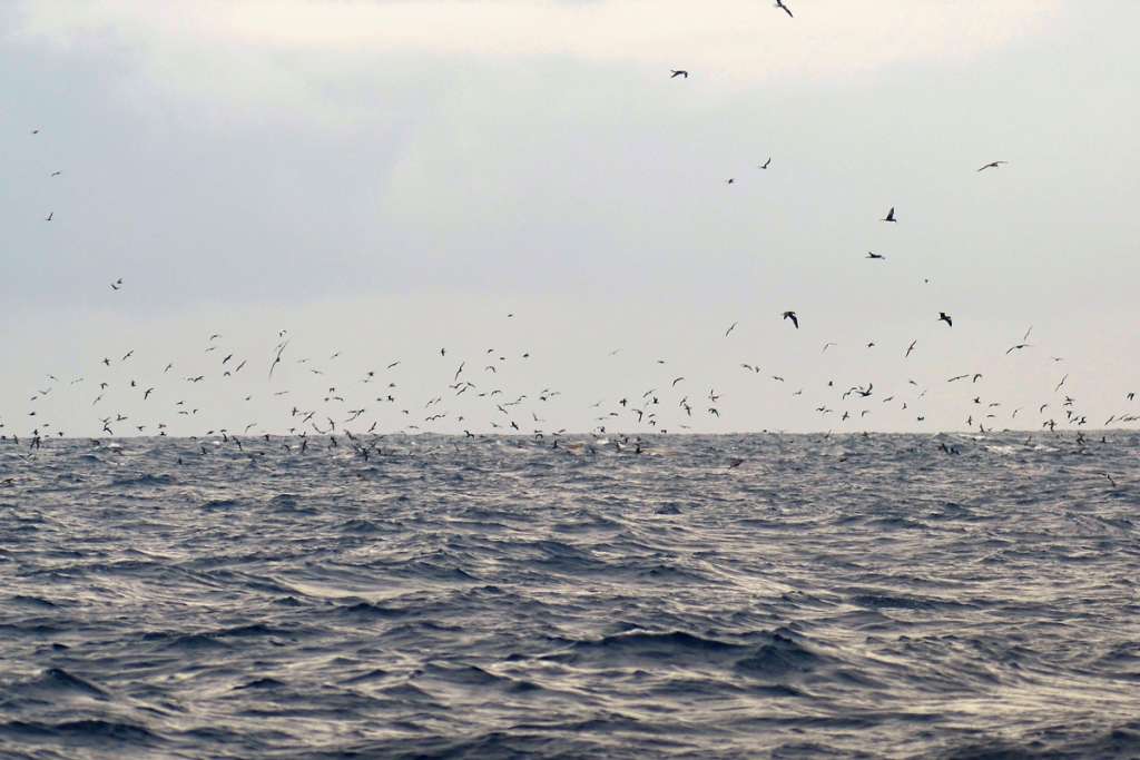 Seabird Flock off the Coast of Diamond Rock