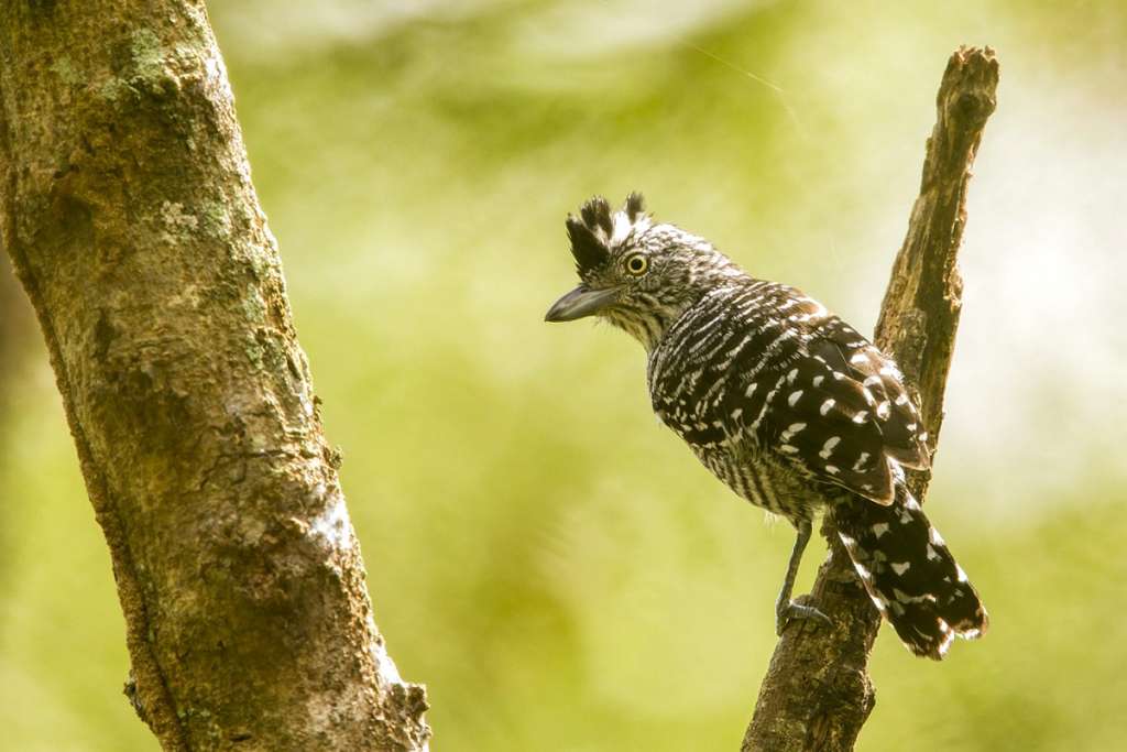 Barred Antshrike