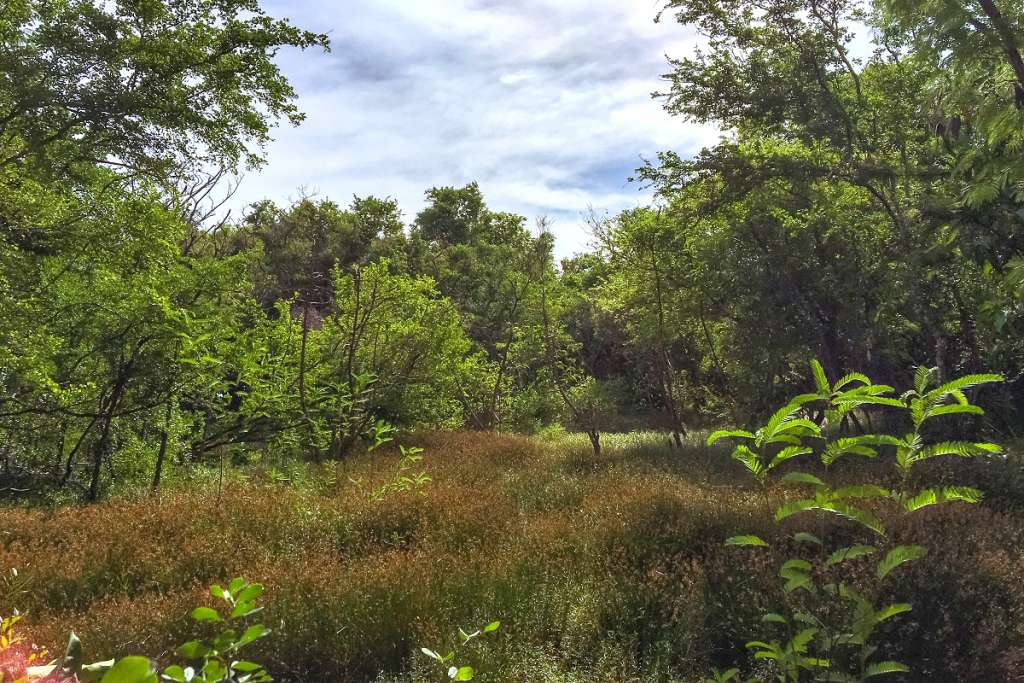 Kilgwyn Swamp