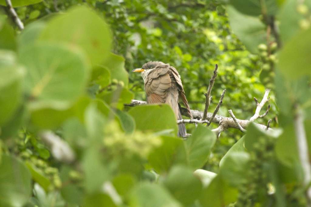 Yellow-billed Cuckoo