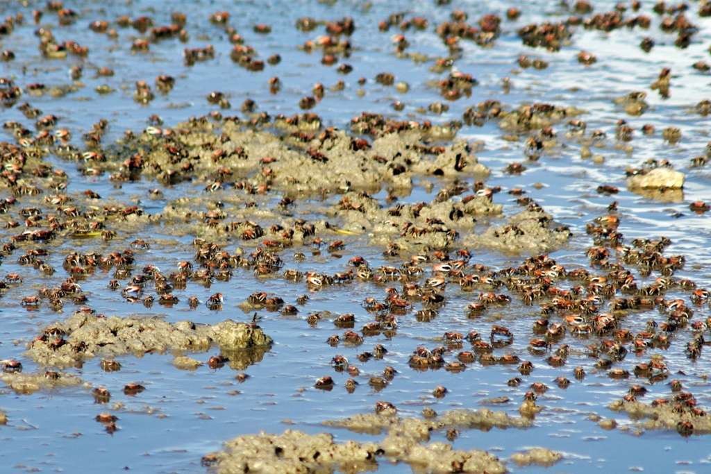 Fiddler Crabs at East End Pond