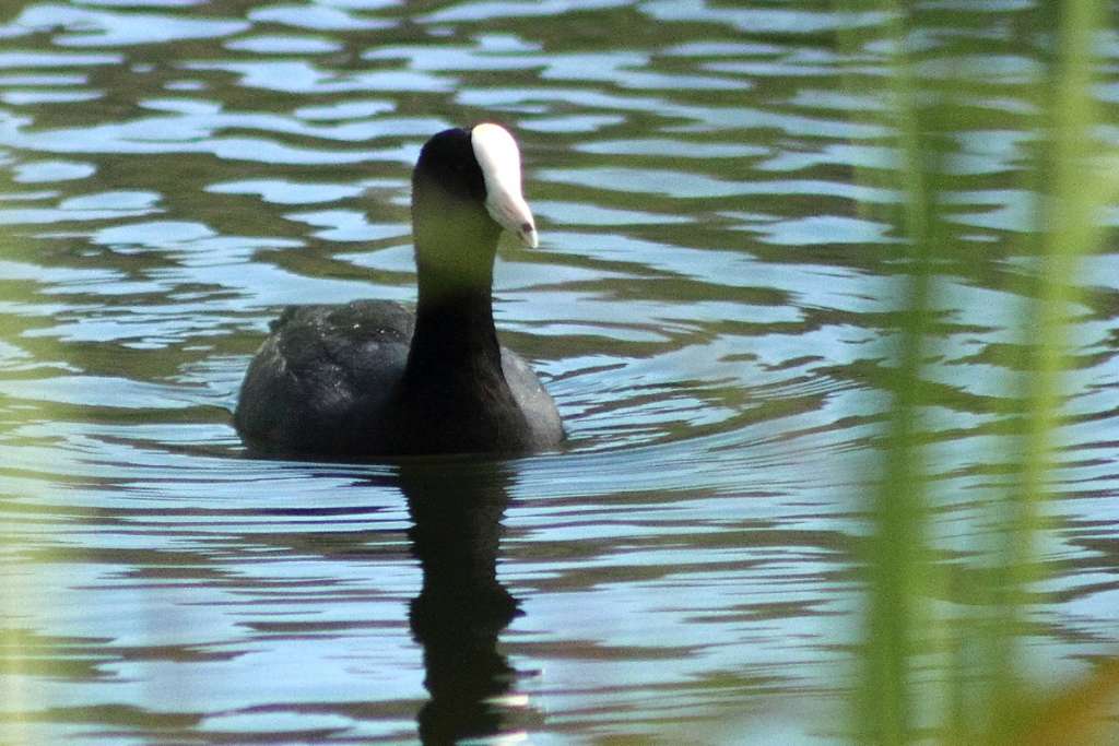 American Coot