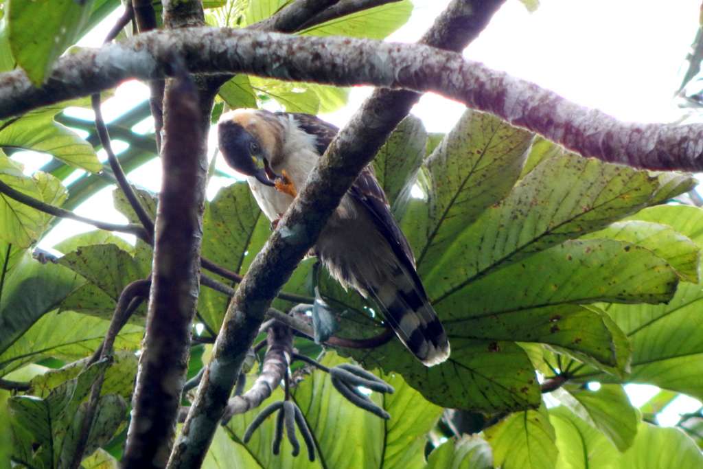 Grenada Hook-billed Kite 