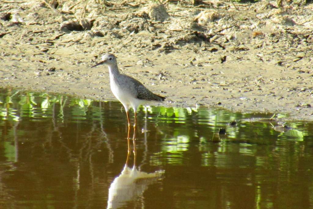 Lesser Yellowlegs