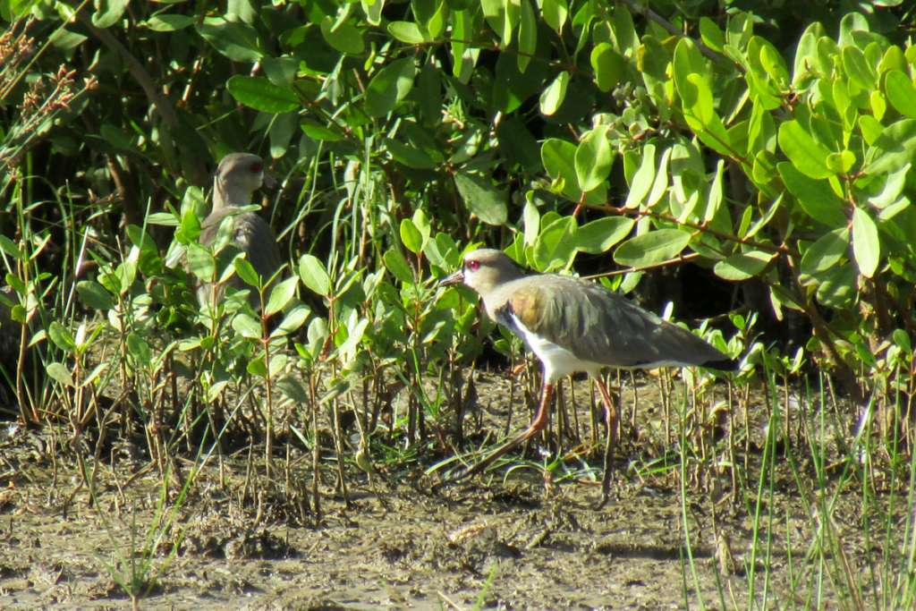 Southern Lapwings