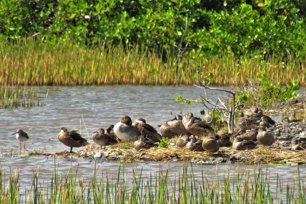 Northern Pintails, Blue-winged Teals, White-cheeked Pintails, and Greater Yellowlegs