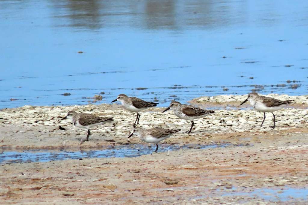 Semipalmated and Western Sandpipers