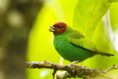 Bay-headed Tanager