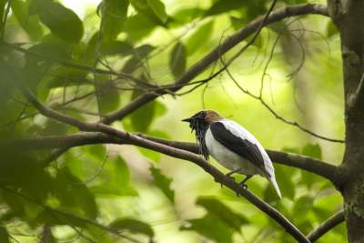 Bearded Bellbird