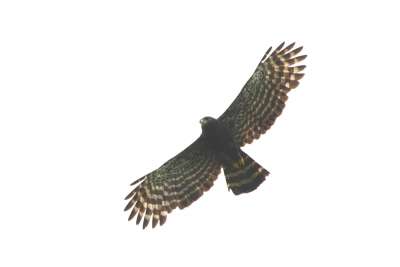 Black Hawk-Eagle