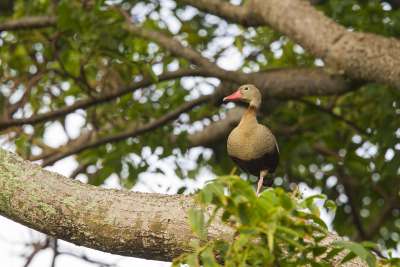 Black-bellied Whistling Duck