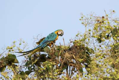 Blue-and-yellow Macaw