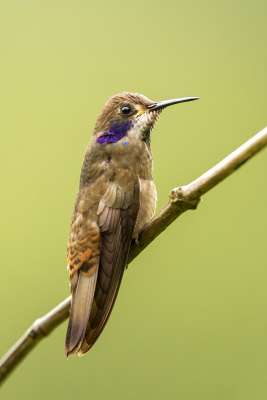 Brown Violetear