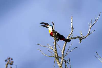 Channel-billed Toucan