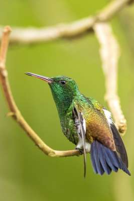 Copper-rumped Hummingbird