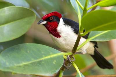 Masked Cardinal