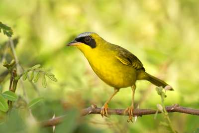 Masked Yellowthroat