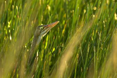 Pinnated Bittern