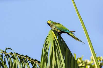 Red-bellied Macaw