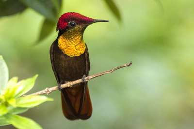 Ruby Topaz