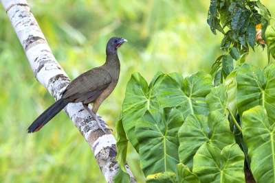 Rufous-vented Chachalaca