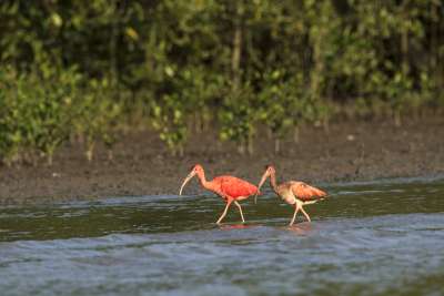 Scarlet Ibis