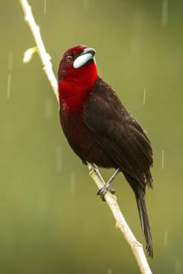 Silver-beaked Tanager