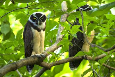 Spectacled Owl