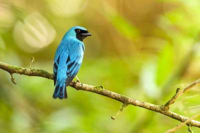 Swallow Tanager
