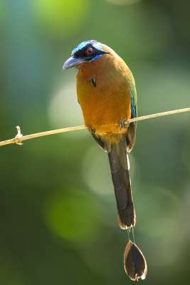 Trinidad Motmot