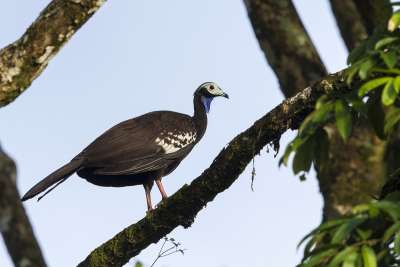 Trinidad Piping-Guan