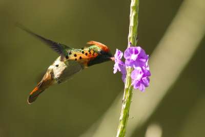 Tufted Coquette