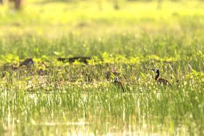 White-faced Whistling Duck