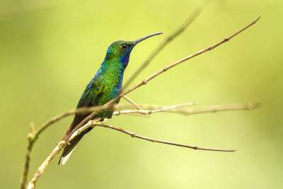 White-tailed Sabrewing