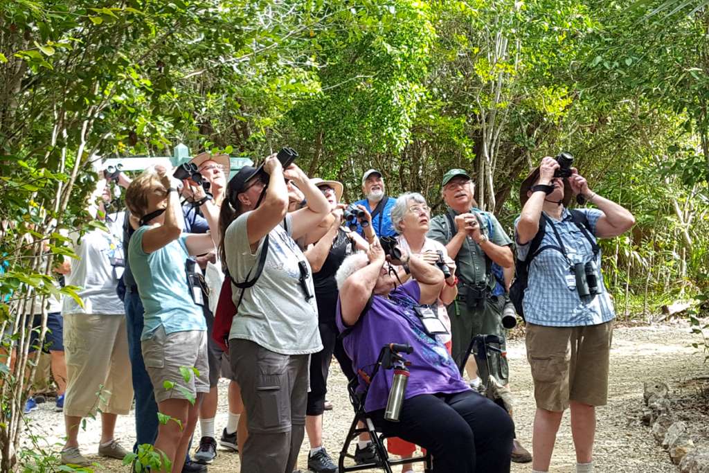 Visitors on a Carefree Birding cruise view a pair of Caribbean Doves from a trail in the park