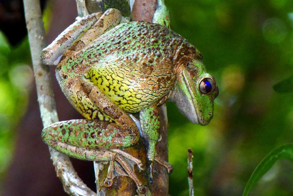 The Cuban Tree Frog, native to all 3 Cayman Islands, is a common sight along the trail