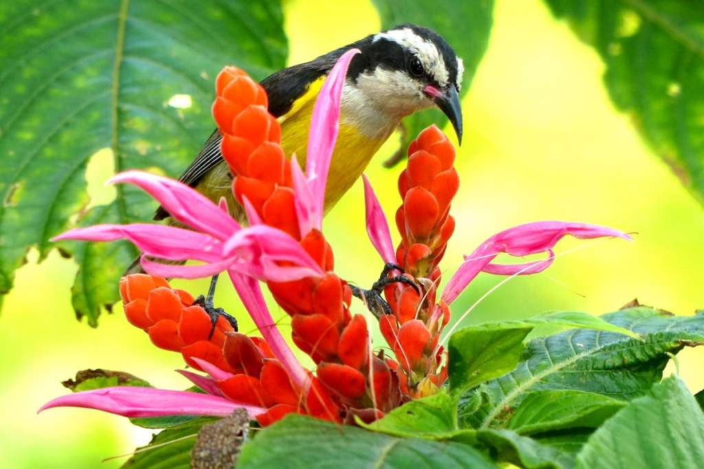 A Cayman Bananaquit seeks nectar from an exotic flower in the Colour Gardens