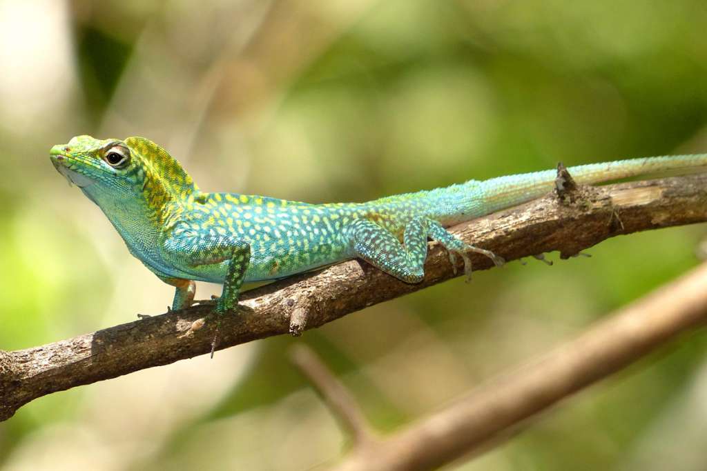 The Blue-throated Anole is endemic to Grand Cayman. Male lizards are capable of rapid changes in coloration, leading to their local name of “Chameleon”