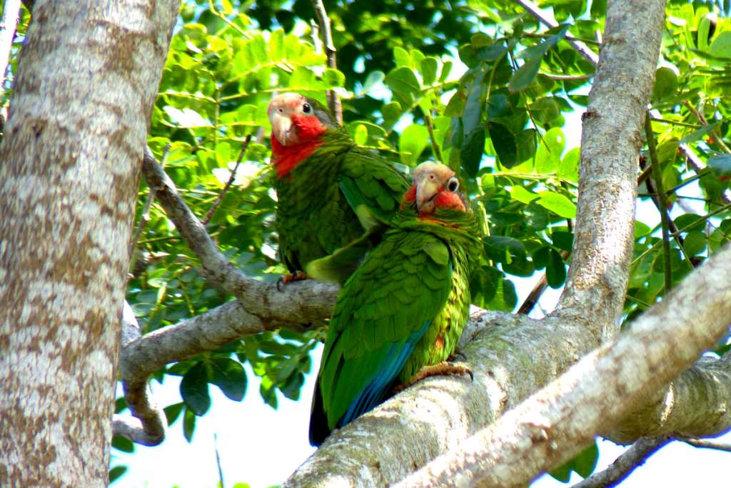 Grand Cayman Parrots, one of two sub-species of Cuban Parrots native to the Cayman Islands