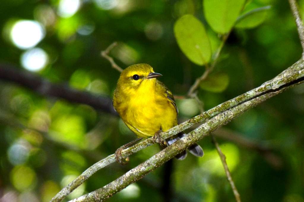 The Cayman Islands are home to two subspecies and over 95% of the world population of thehighly restricted-range bird, the Vitelline Warbler