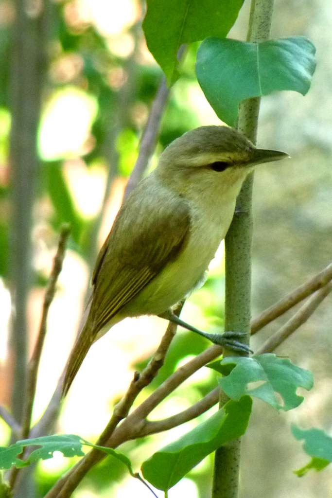 Yucatan Vireo – Locally known as “Sweet Bridget” after its distinctive song, is found in both Black Mangrove and dry forest